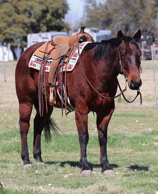 beginner-safe-quarter-horse