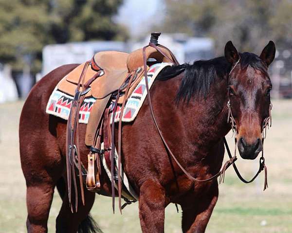 ranch-work-quarter-horse