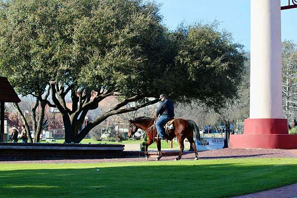 all-around-quarter-horse