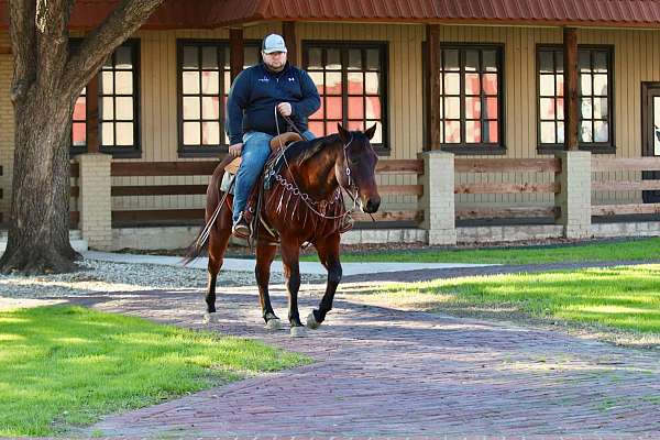 athletic-quarter-horse