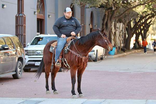 flashy-quarter-horse