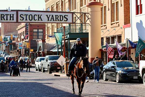 husband-safe-quarter-horse