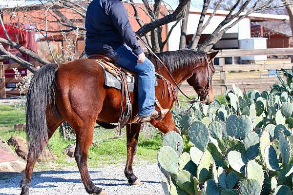 ranch-quarter-horse