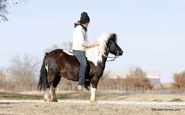 ranch-work-quarter-pony