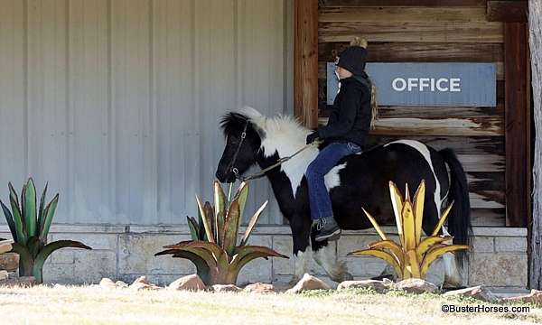 trail-quarter-pony