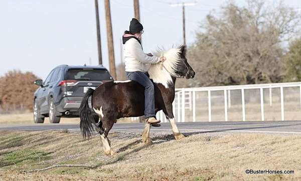 athletic-quarter-pony