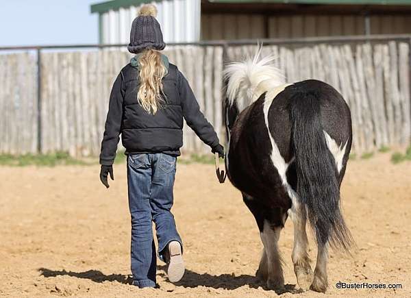 flashy-quarter-pony