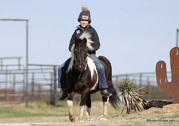 husband-safe-quarter-pony