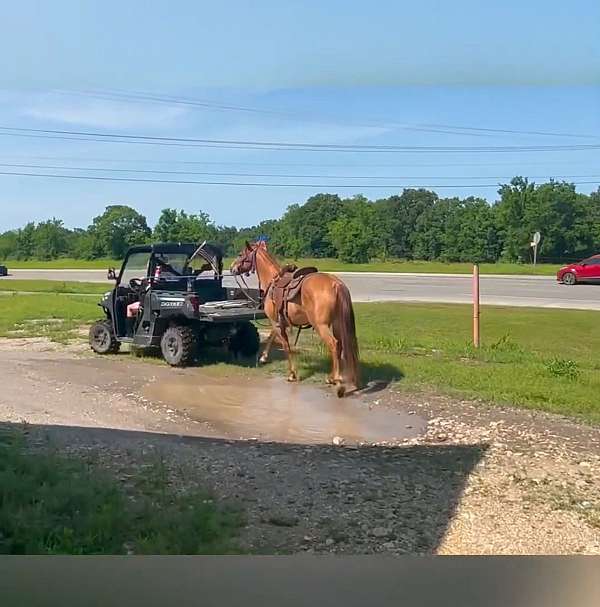 molly-mule-gelding