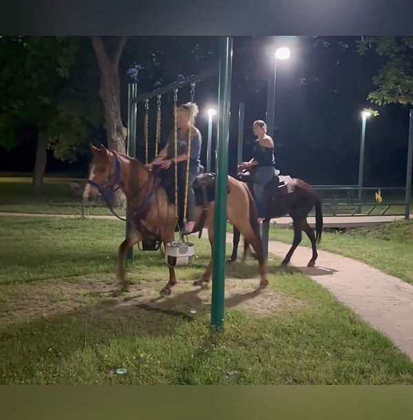 tracking-cattle-gelding