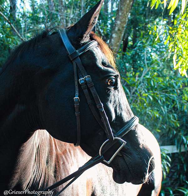 black-show-experien-horse