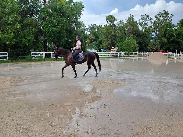 all-around-thoroughbred-horse