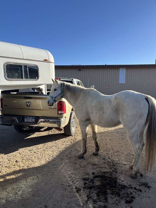 quarter-horse-gelding