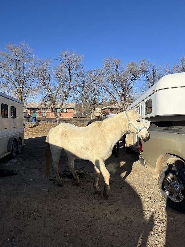 quarter-horse-for-sale