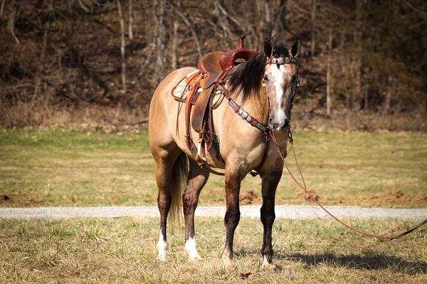 all-around-draft-horse