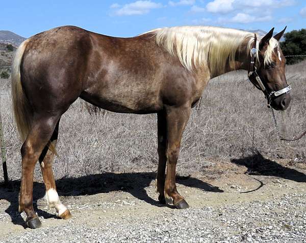 athletic-performance-palomino-quarter-horse