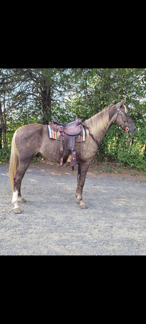 tennessee-walking-gelding