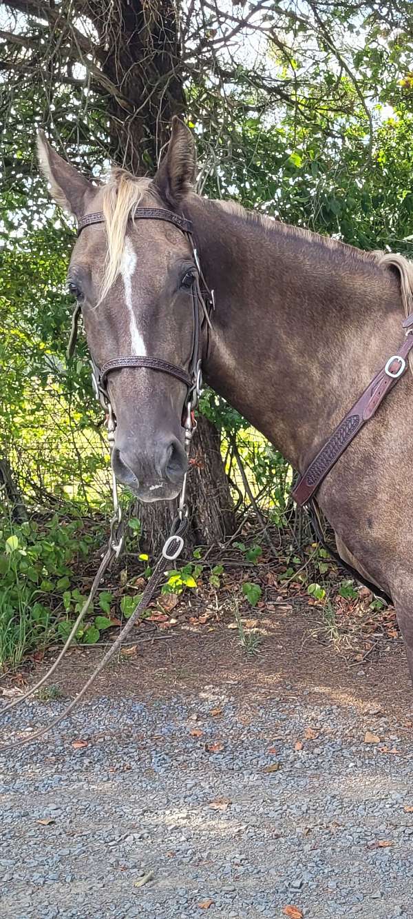 tennessee-walking-horse-for-sale