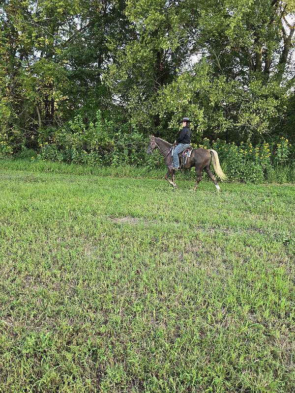 tennessee-walking-horse