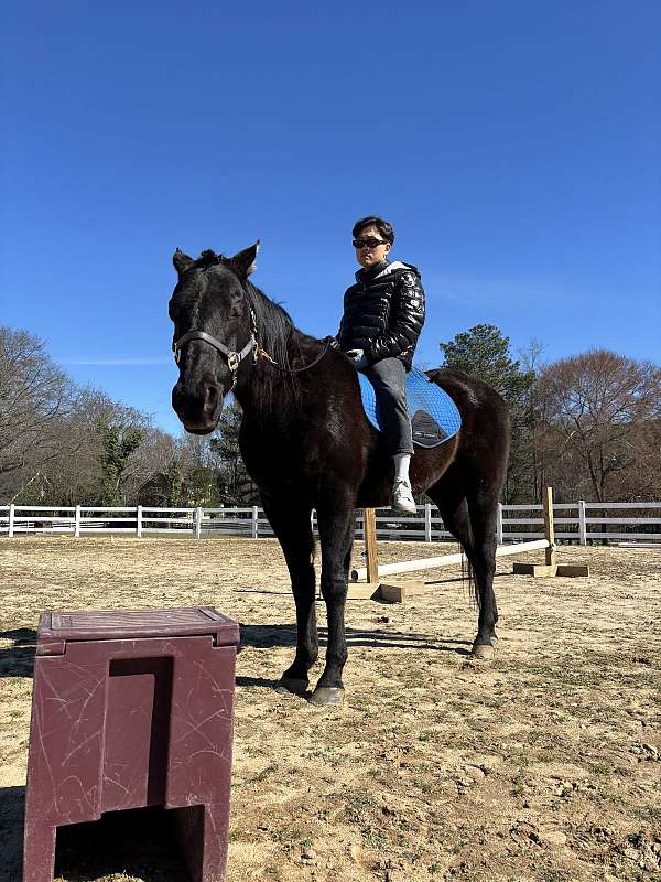 black-quarter-horse-gelding