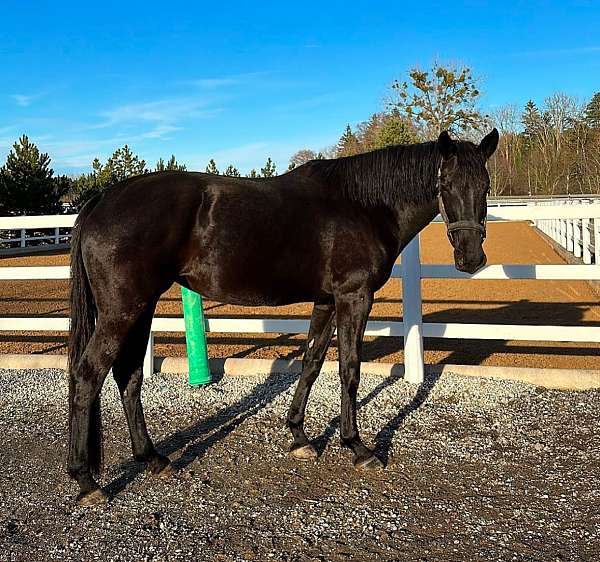 black-all-around-horse