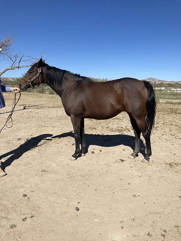 thoroughbred-horse-for-sale