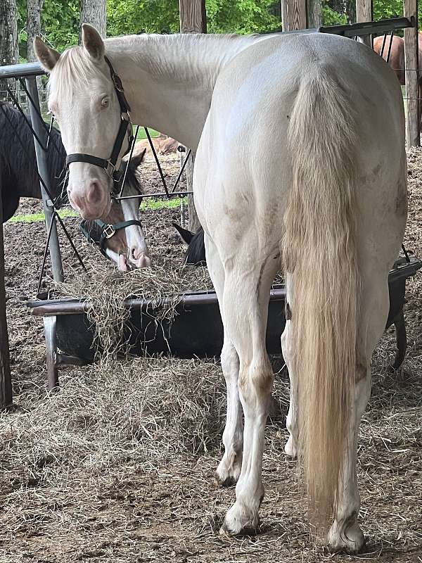 tobiano-smoky-crme-horse