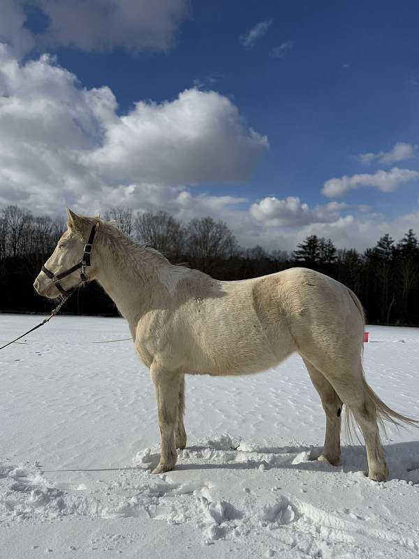 smoky-cream-paint-horse