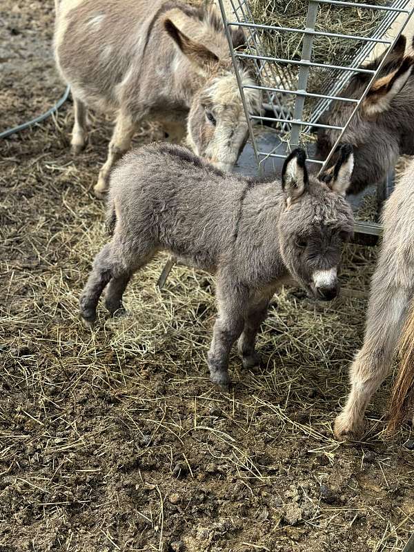 miniature-horse