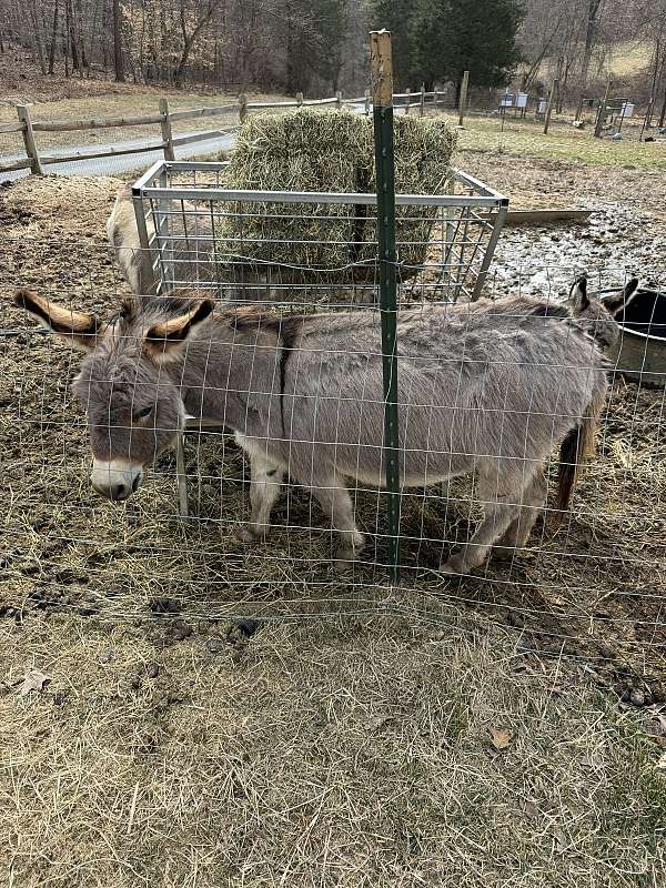 miniature-horse-for-sale