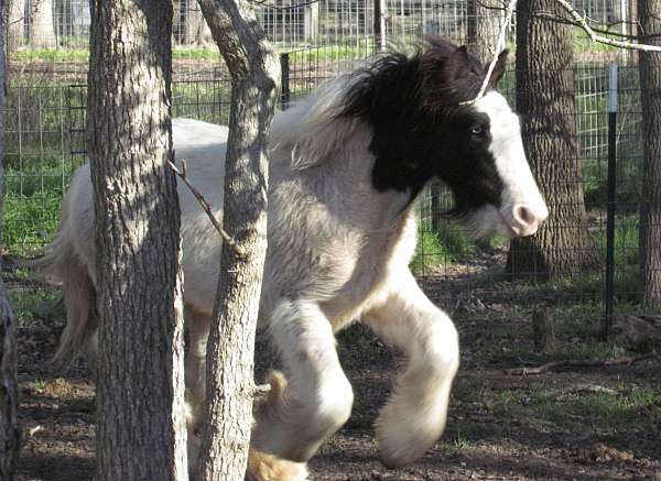 piebald-gypsy-vanner-colt