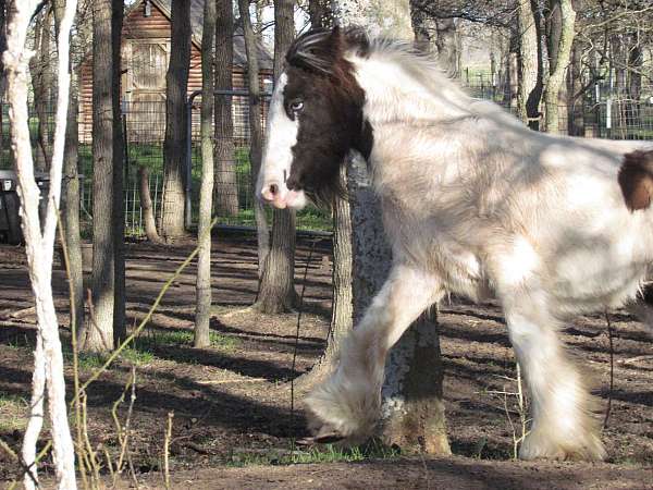 piebald-gvhs-horse