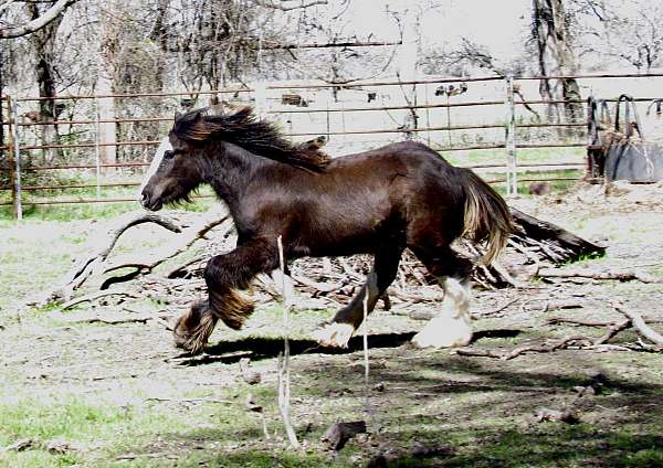 black-gypsy-vanner-colt