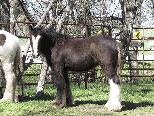 black-gvhs-colt