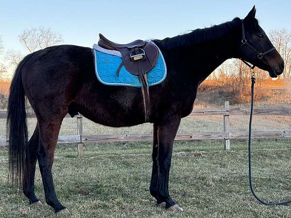 pleasure-trail-quarter-horse-thoroughbred-horse