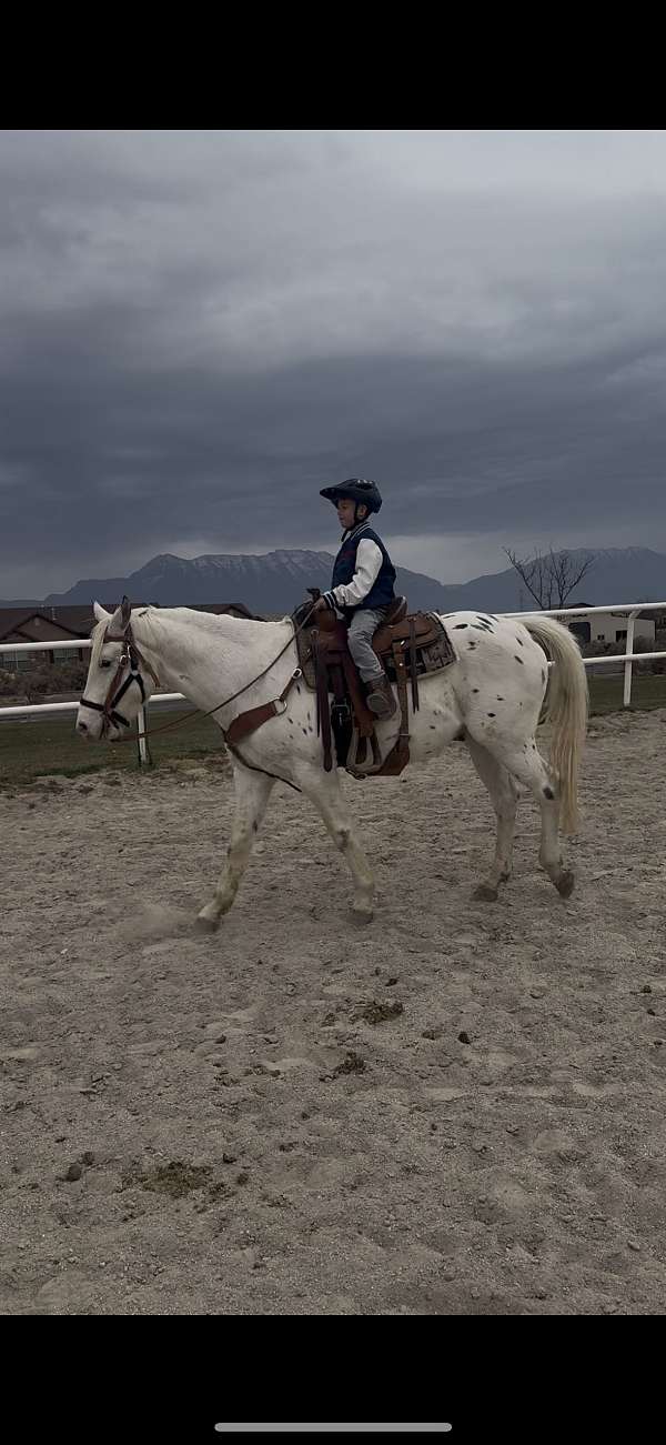 appaloosa-horse-for-sale