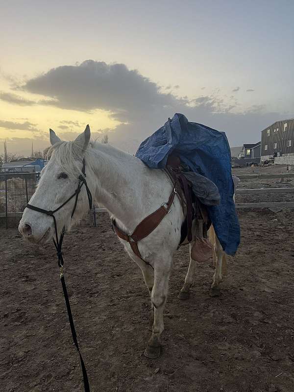 appaloosa-horse