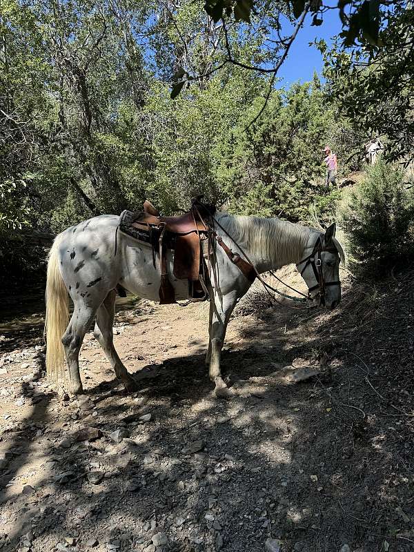 appaloosa-gelding