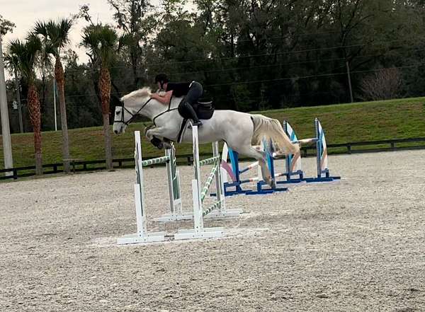 grand-prix-prospect-warmblood-horse