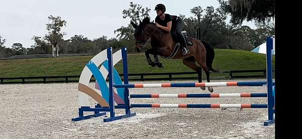 experienced-jumper-dutch-warmblood-warmblood-horse