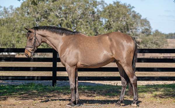 warmblood-horse-for-sale