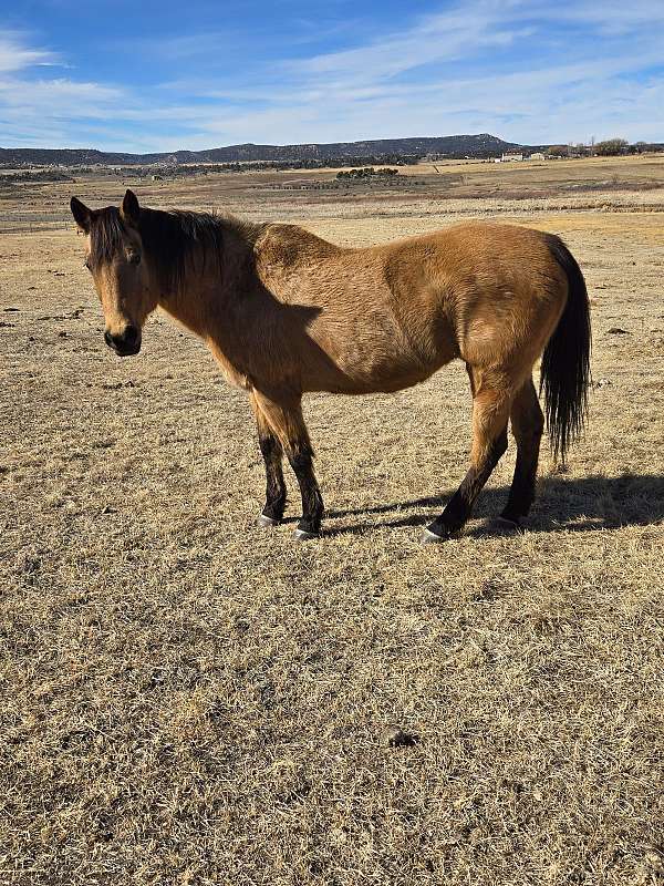 quarter-horse-broodmare