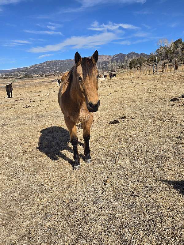 quarter-horse-for-sale