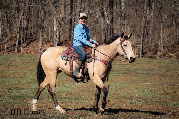 athletic-quarter-horse