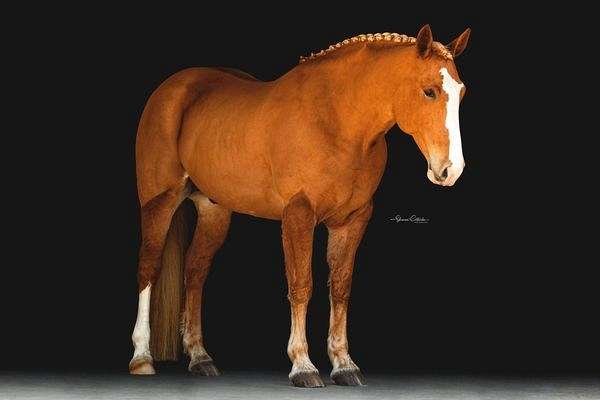 beginner-draft-horse