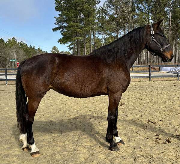 arena-dutch-warmblood-horse