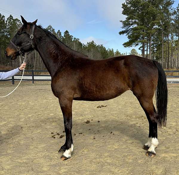 down-dutch-warmblood-horse