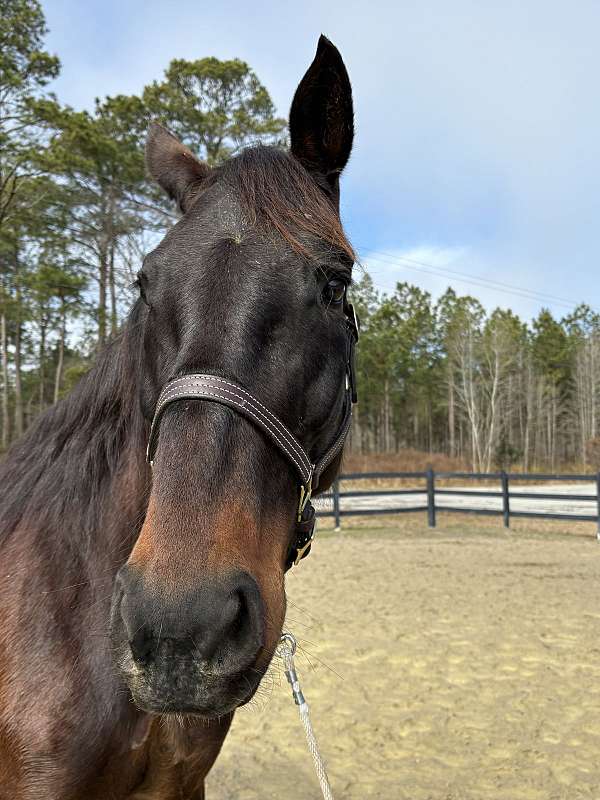 great-manners-dutch-warmblood-horse