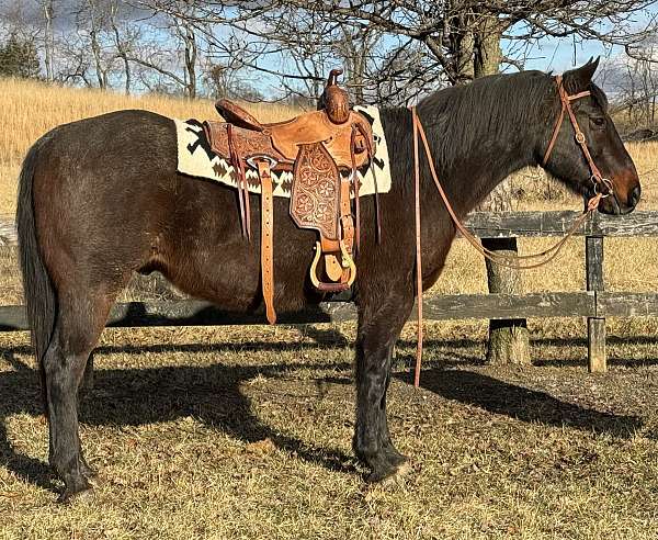 roan-all-around-trail-horse