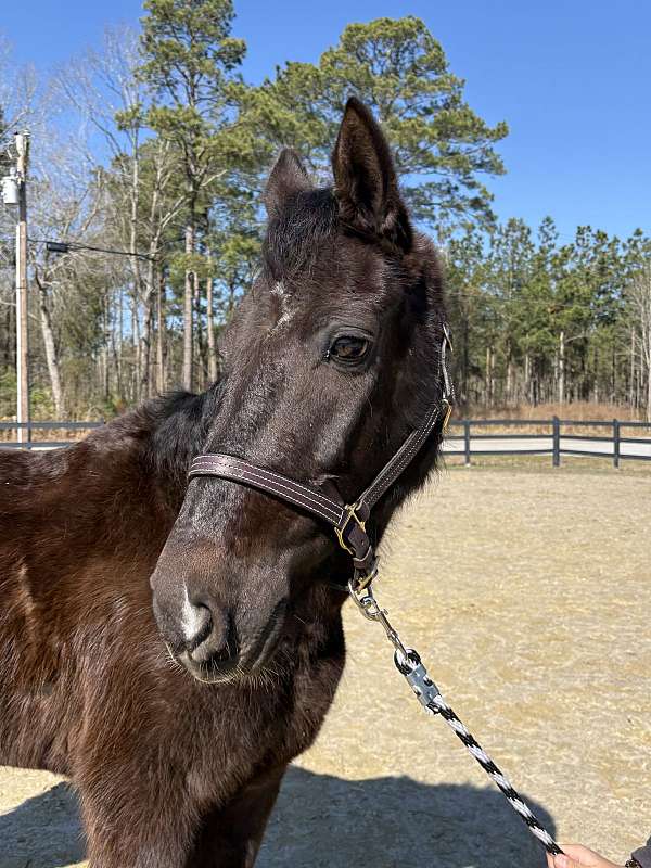 saddles-morgan-horse